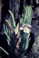 Image of Chloanthes