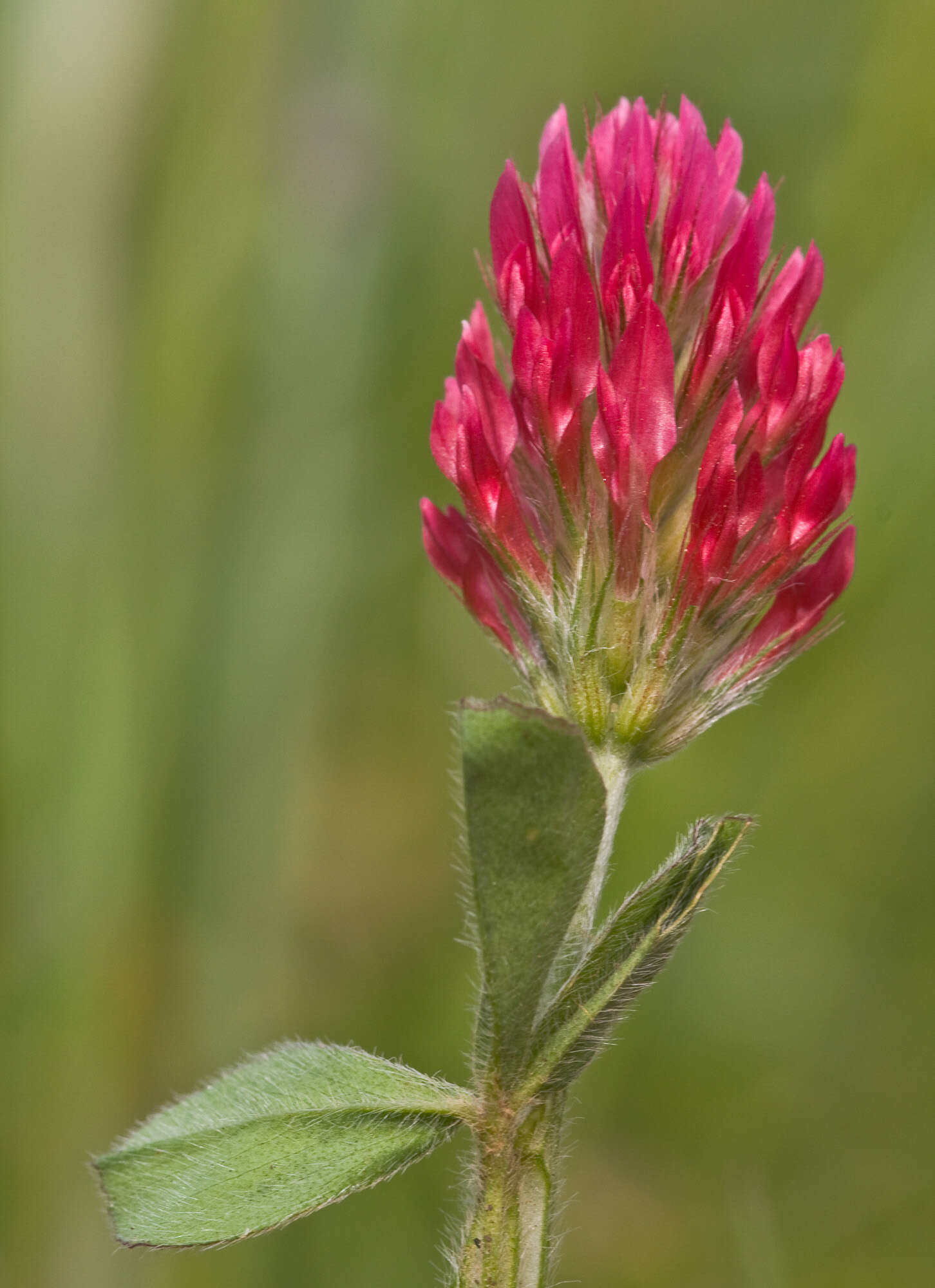 Plancia ëd Trifolium incarnatum L.