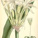 Image of Crinum balfourii Mast.