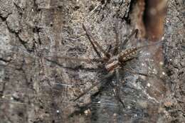 Image of funnel weavers