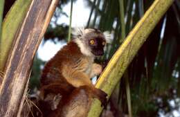 Image of true lemur