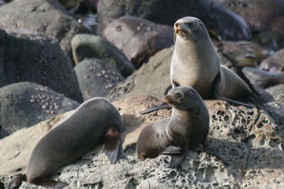 Image of <i>Arctocephalus fosteri</i>