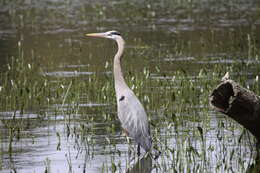 Image of Ardea Linnaeus 1758