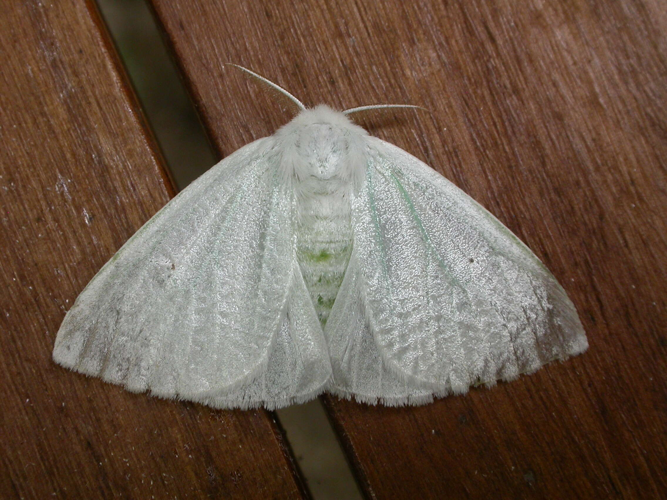 Image of Arctornis submarginata Walker 1855