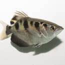 Image of Sevenspot archerfish