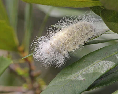 Image of crinkled flannel moths