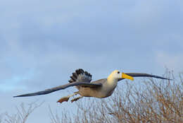 Image of North Pacific albatross