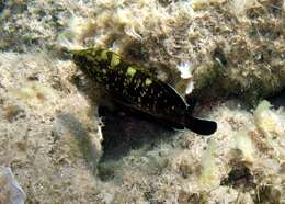 Image of Dusky Grouper