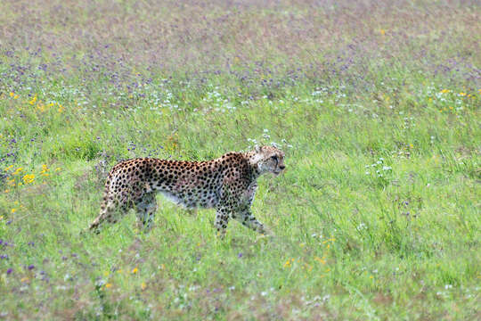 Image of Acinonyx Brookes 1828