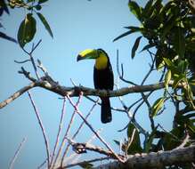 Image of Toucan Sp.