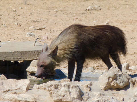 Image of Brown Hyena -- Brown Hyaena