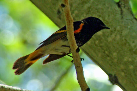 Imagem de Setophaga ruticilla (Linnaeus 1758)