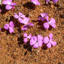 Plancia ëd Calandrinia primuliflora Diels