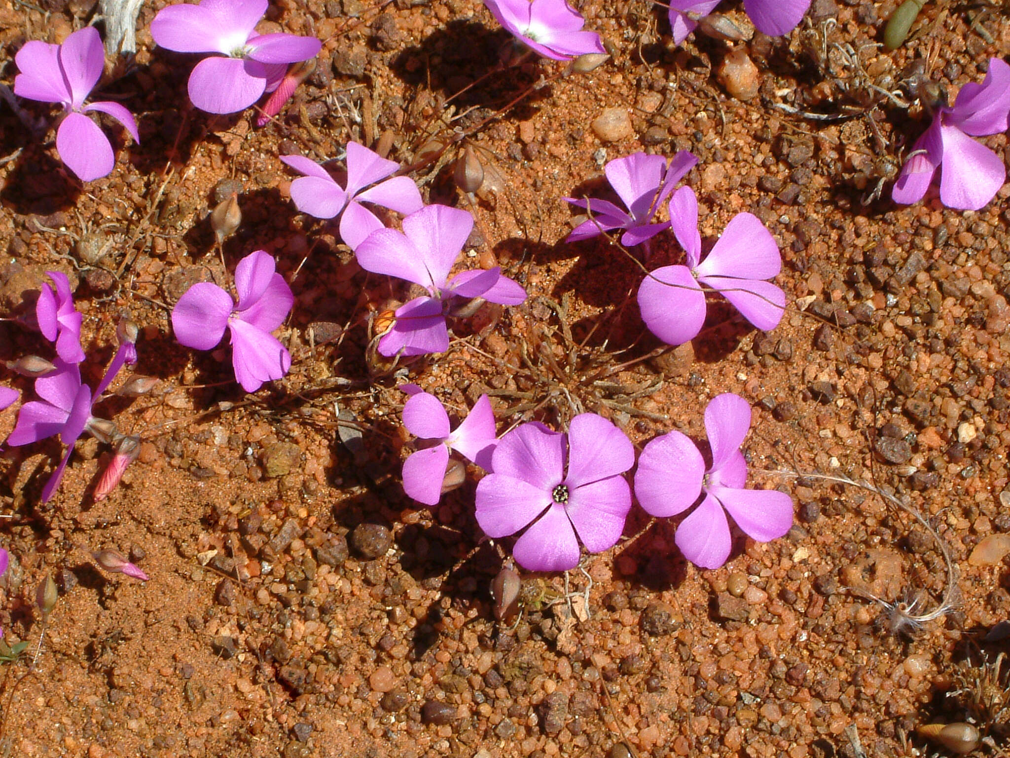 Слика од Calandrinia