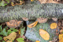 Image of Trametes