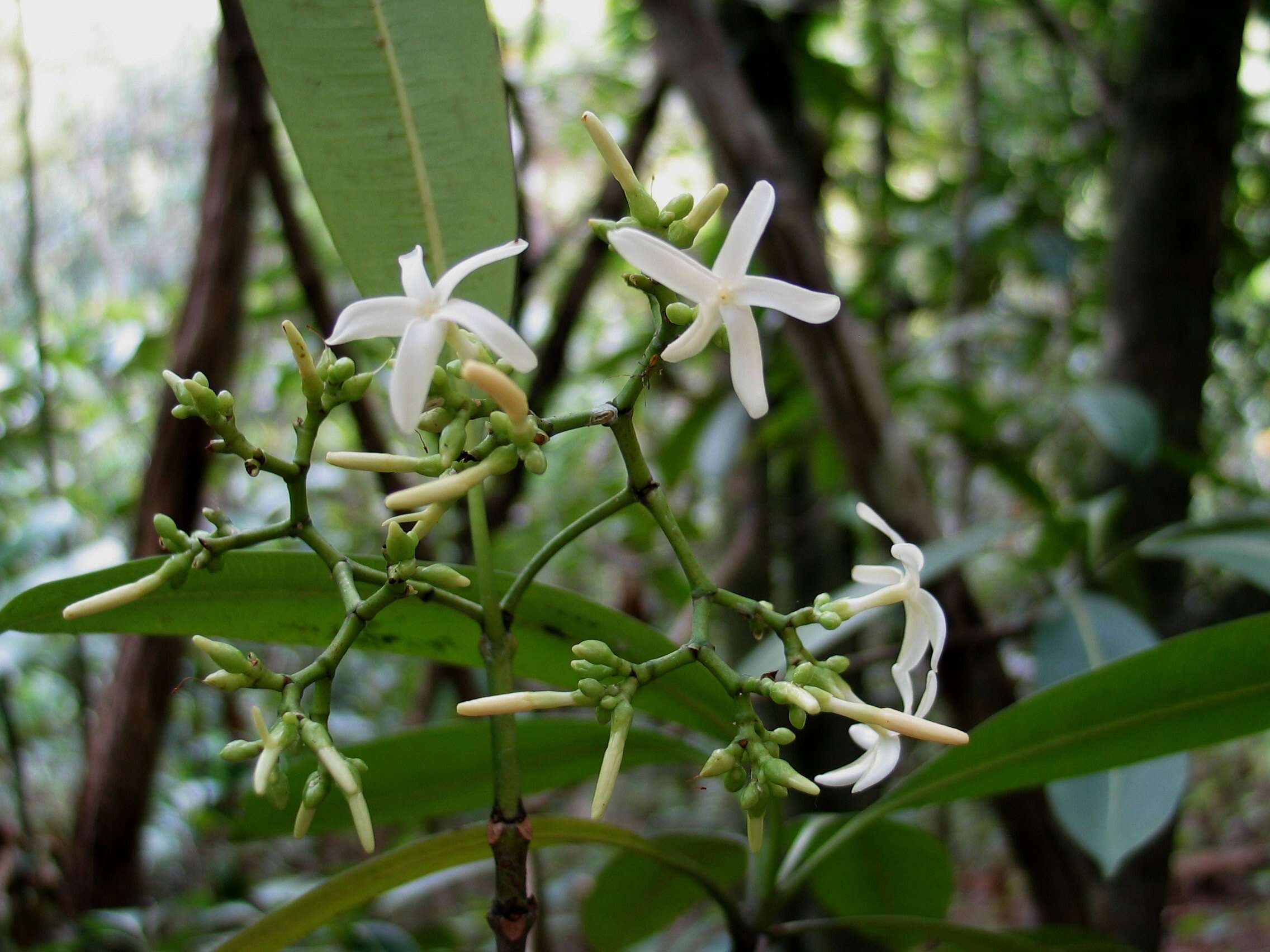 Image of Yellowwood