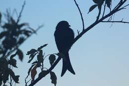 Image of Fork-tailed Drongo