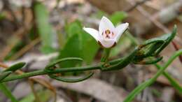 Boronia nana Hook. resmi