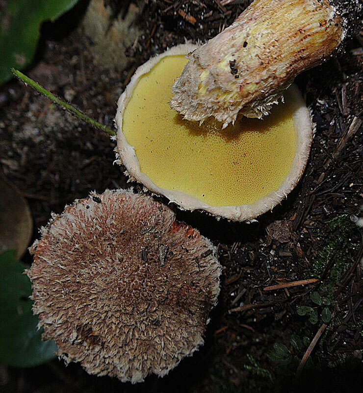 Image of Western Painted Suillus