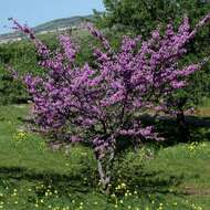 Image of redbud