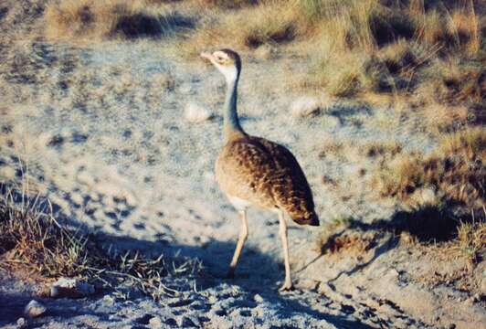 Image of White-bellied Bustard