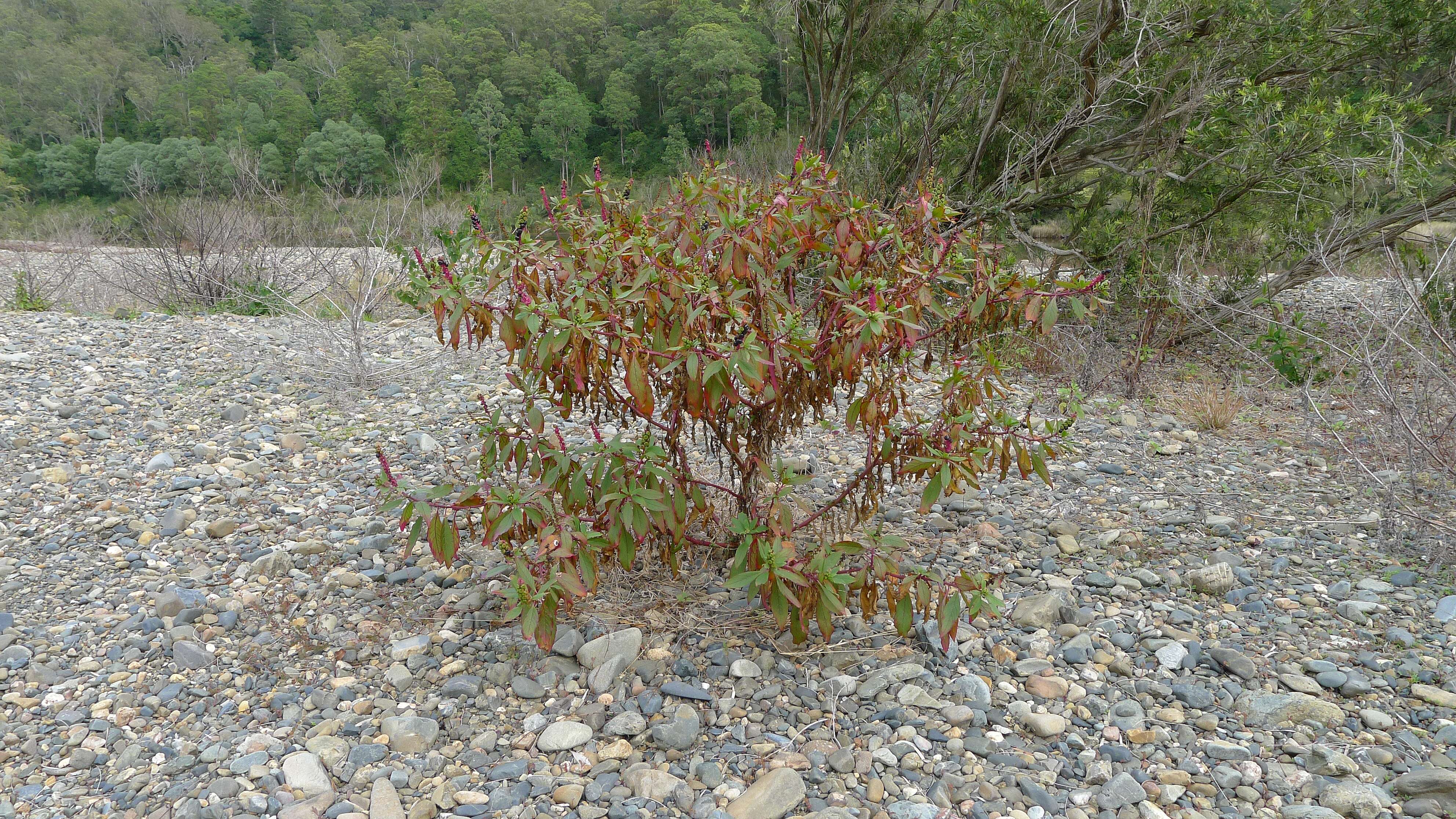 Image of pokeweed