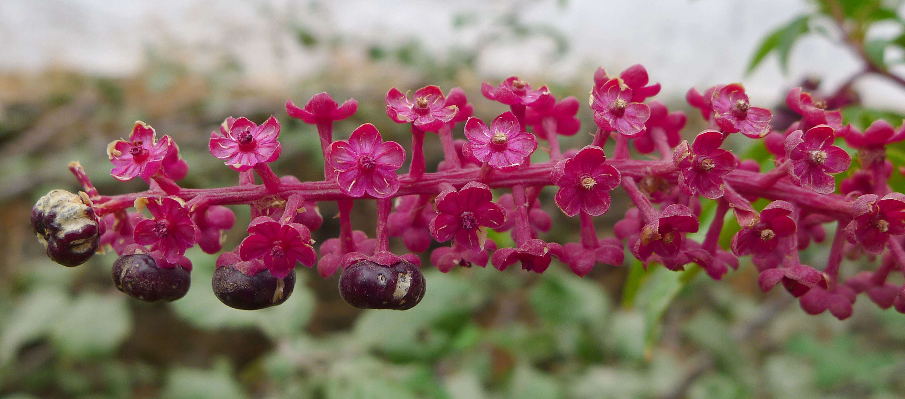 Image of pokeweed