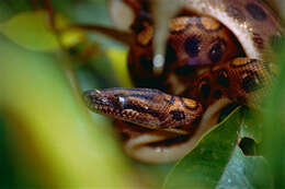 Image of Rainbow Boa