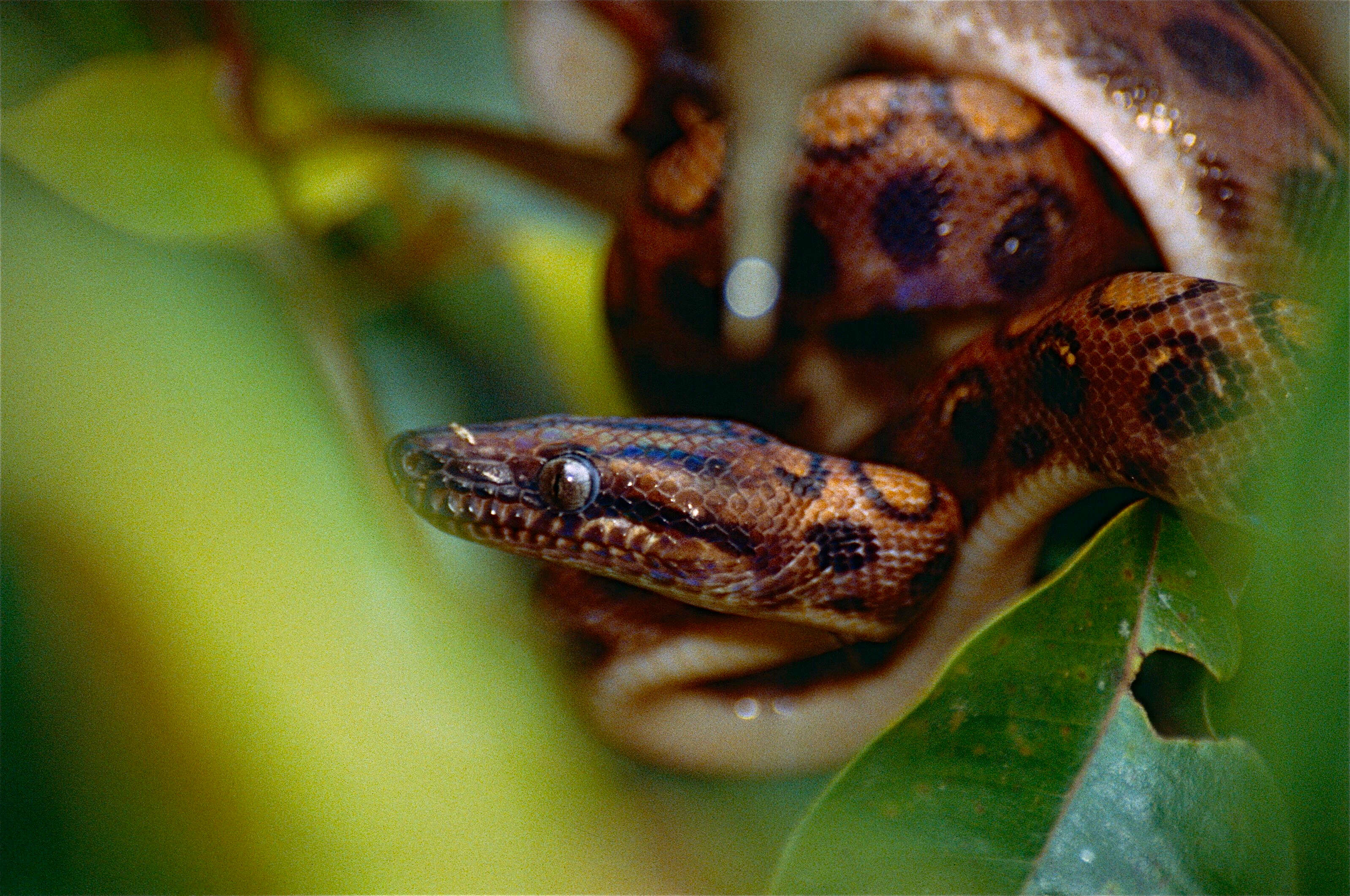 Image of Rainbow Boa