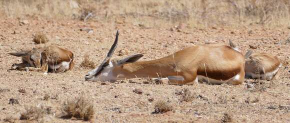 Image of Springbok