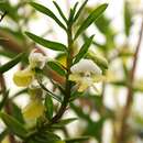 Image of Dendrobium uniflorum Griff.