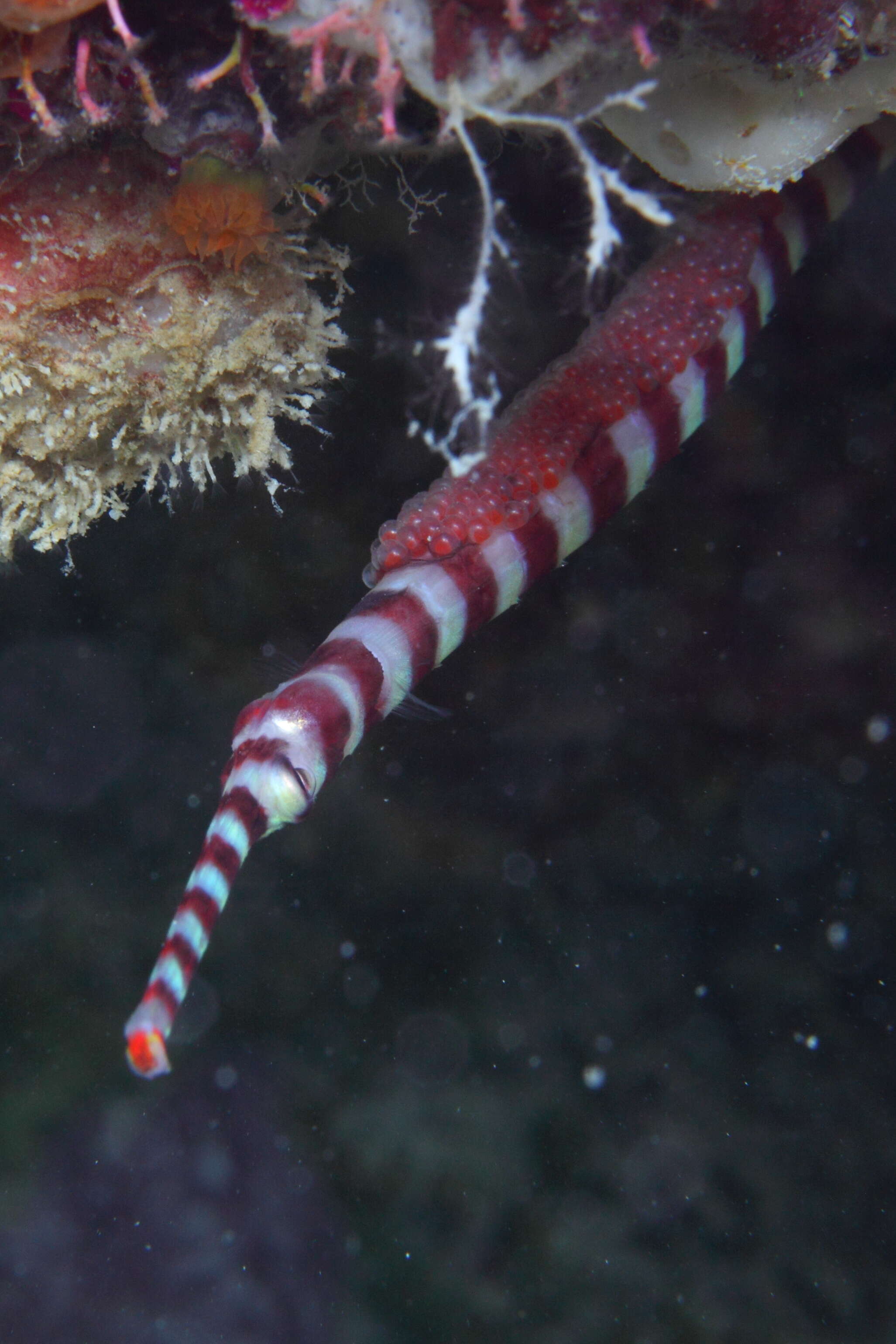 Image of banded pipefish