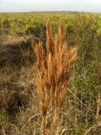 Image of bushy bluestem