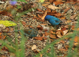 Image of Indigo Bunting