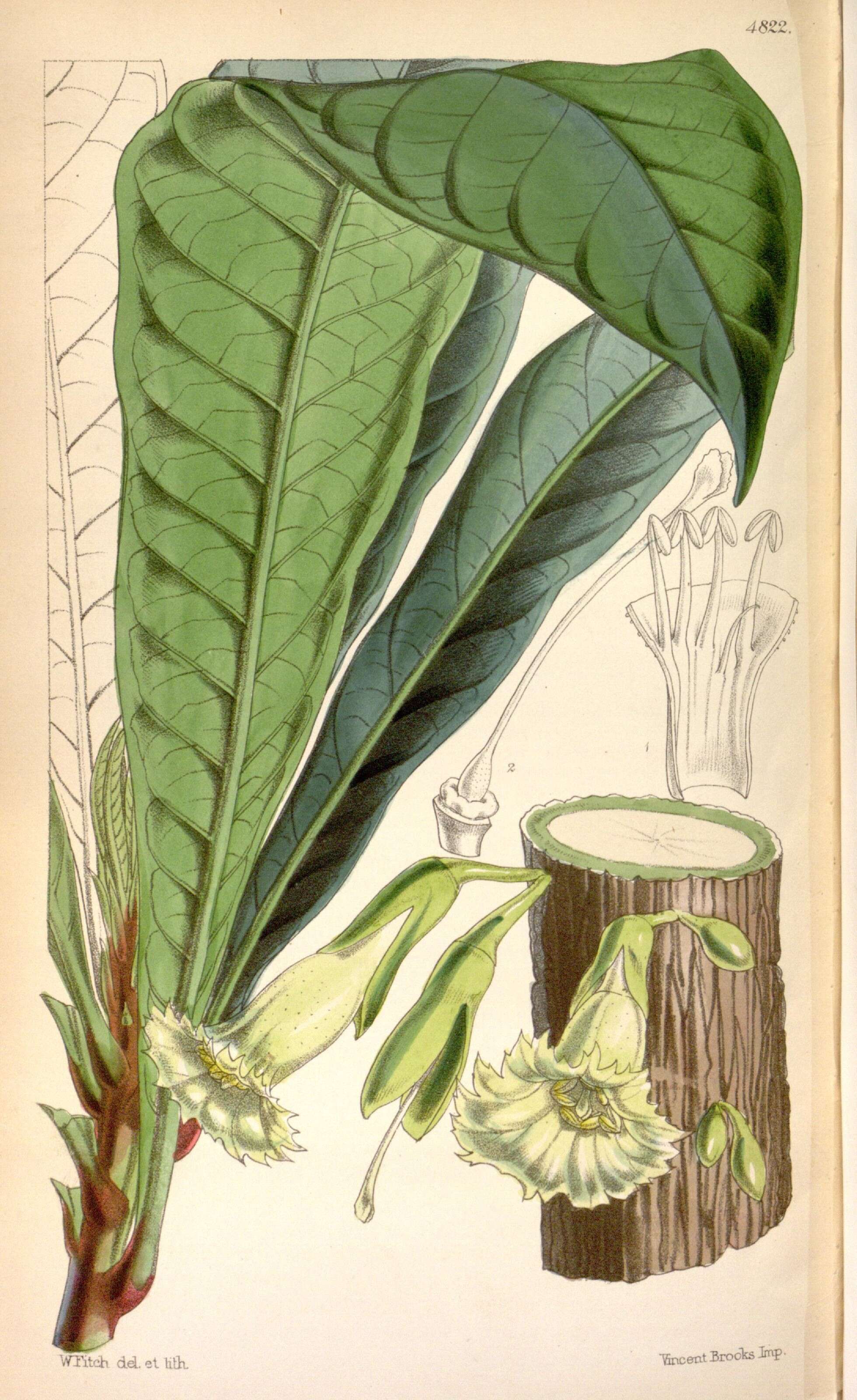 Image of Amphitecna macrophylla Miers ex Baill.