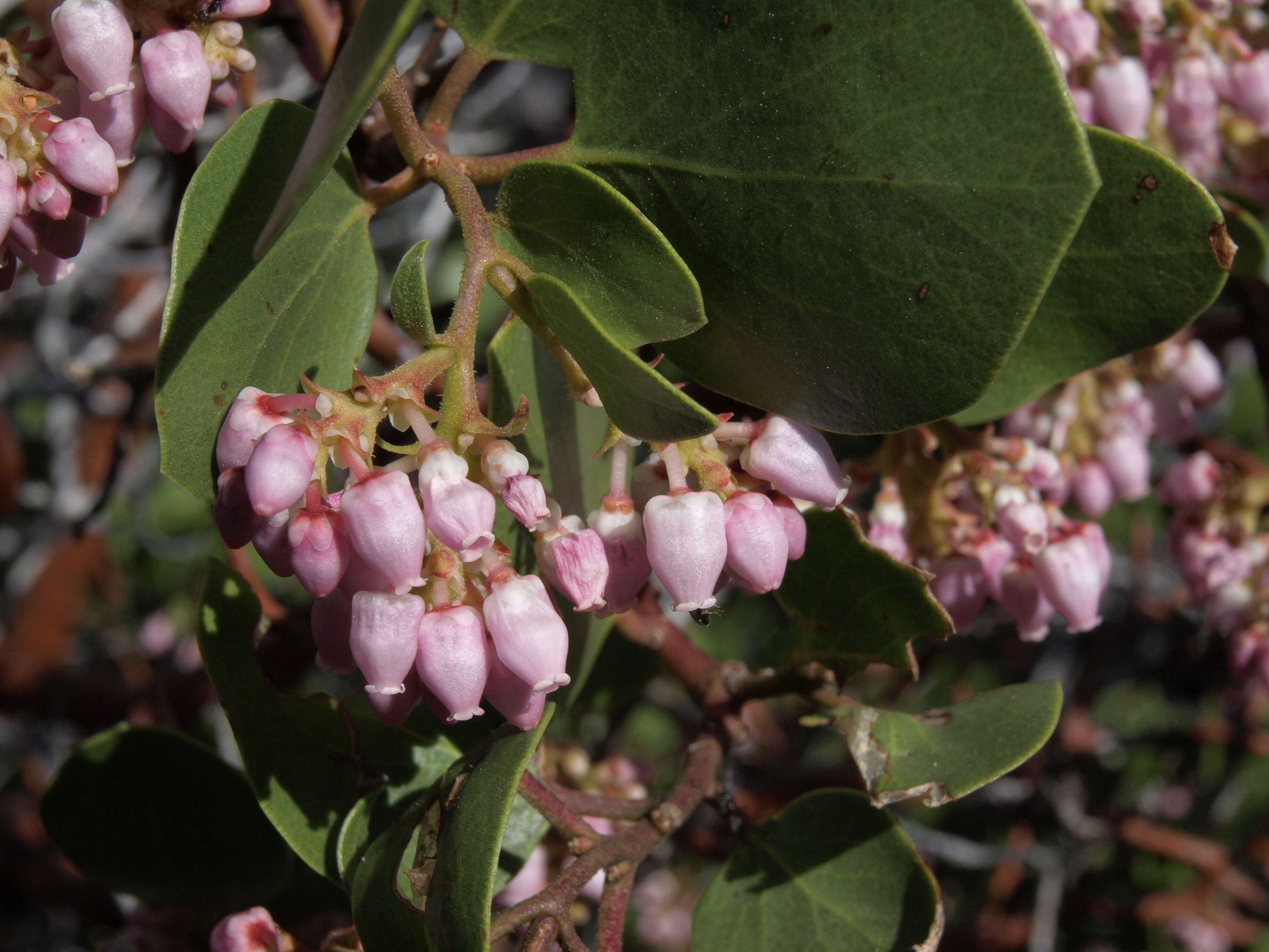 Image of greenleaf manzanita