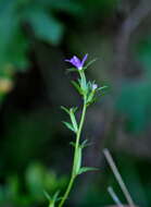 Image of Legousia scabra (Lowe) Gamisans