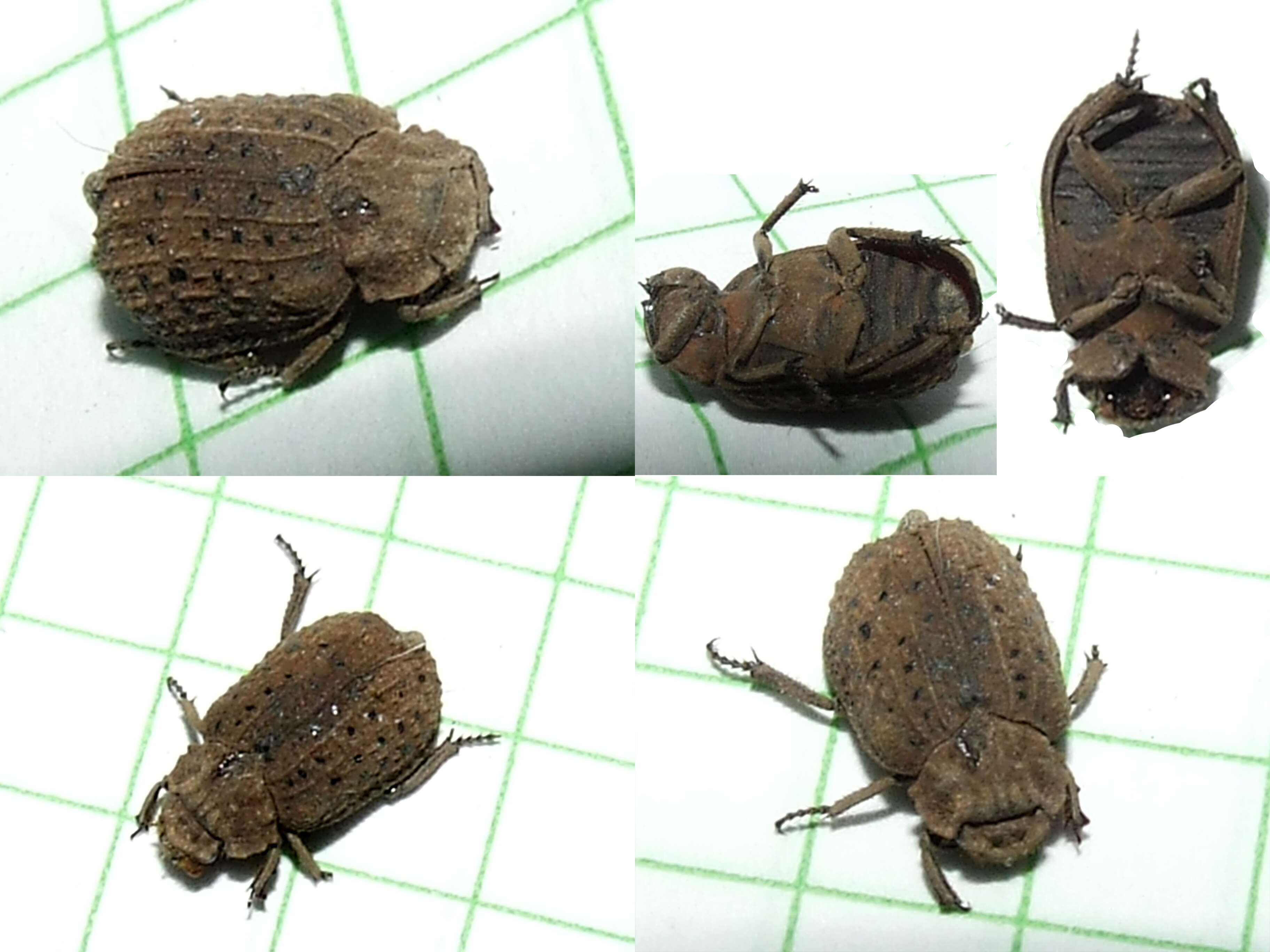 Image of hide beetle