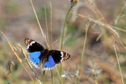 Plancia ëd Junonia orithya Linnaeus 1764