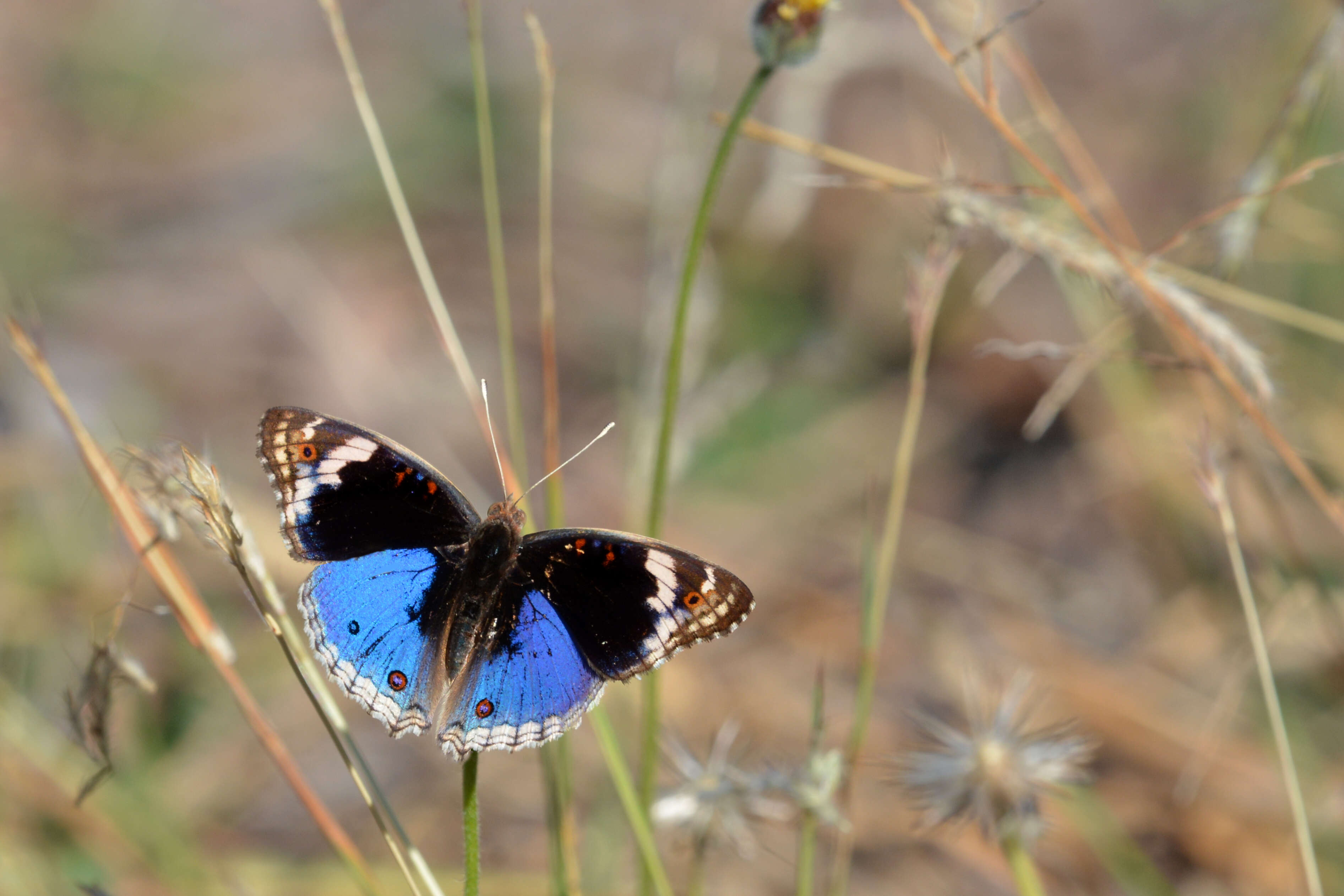 Plancia ëd Junonia orithya Linnaeus 1764