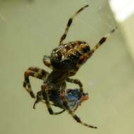 Image of Garden spider