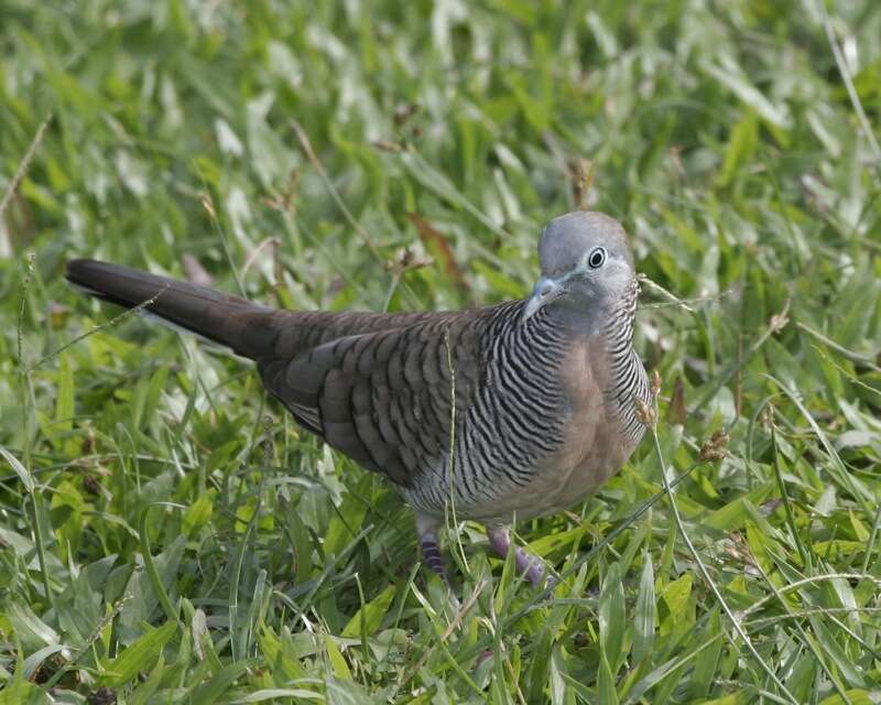 Image of Zebra Dove