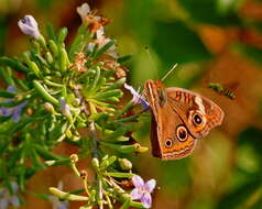 Image of Common buckeye