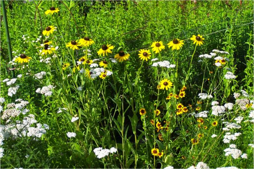 Image of coneflower