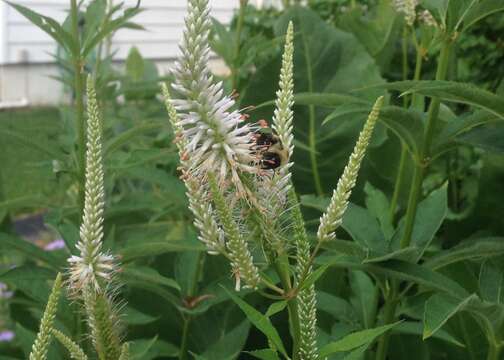 Image de Veronicastrum virginicum (L.) Farw.