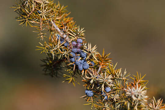 Image of Common Juniper