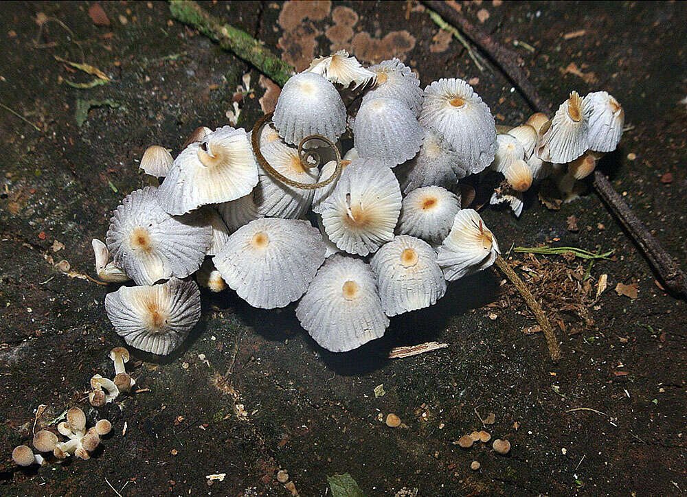 Image of Collybia nivea (Mont.) Dennis 1951