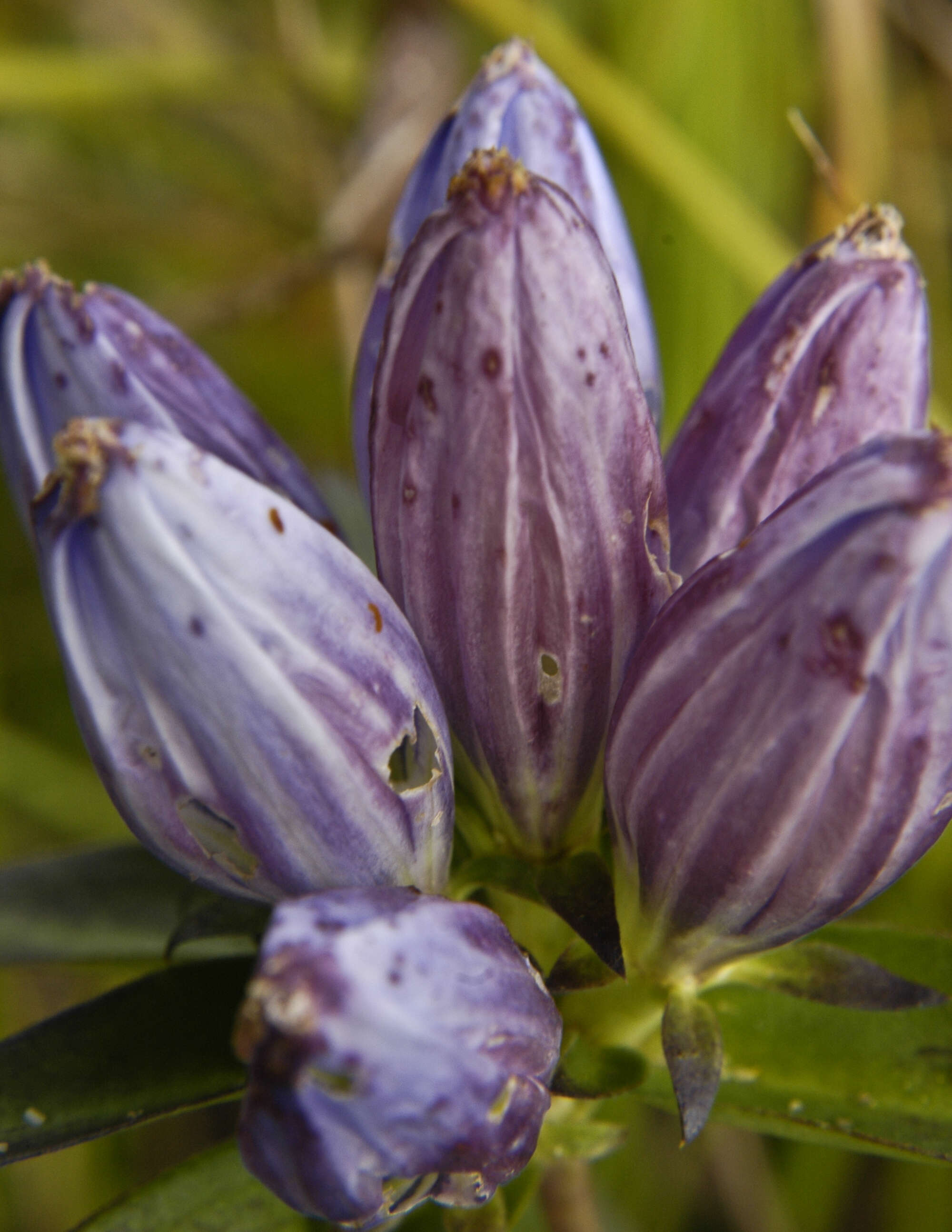 Image de Gentiana andrewsii Griseb.