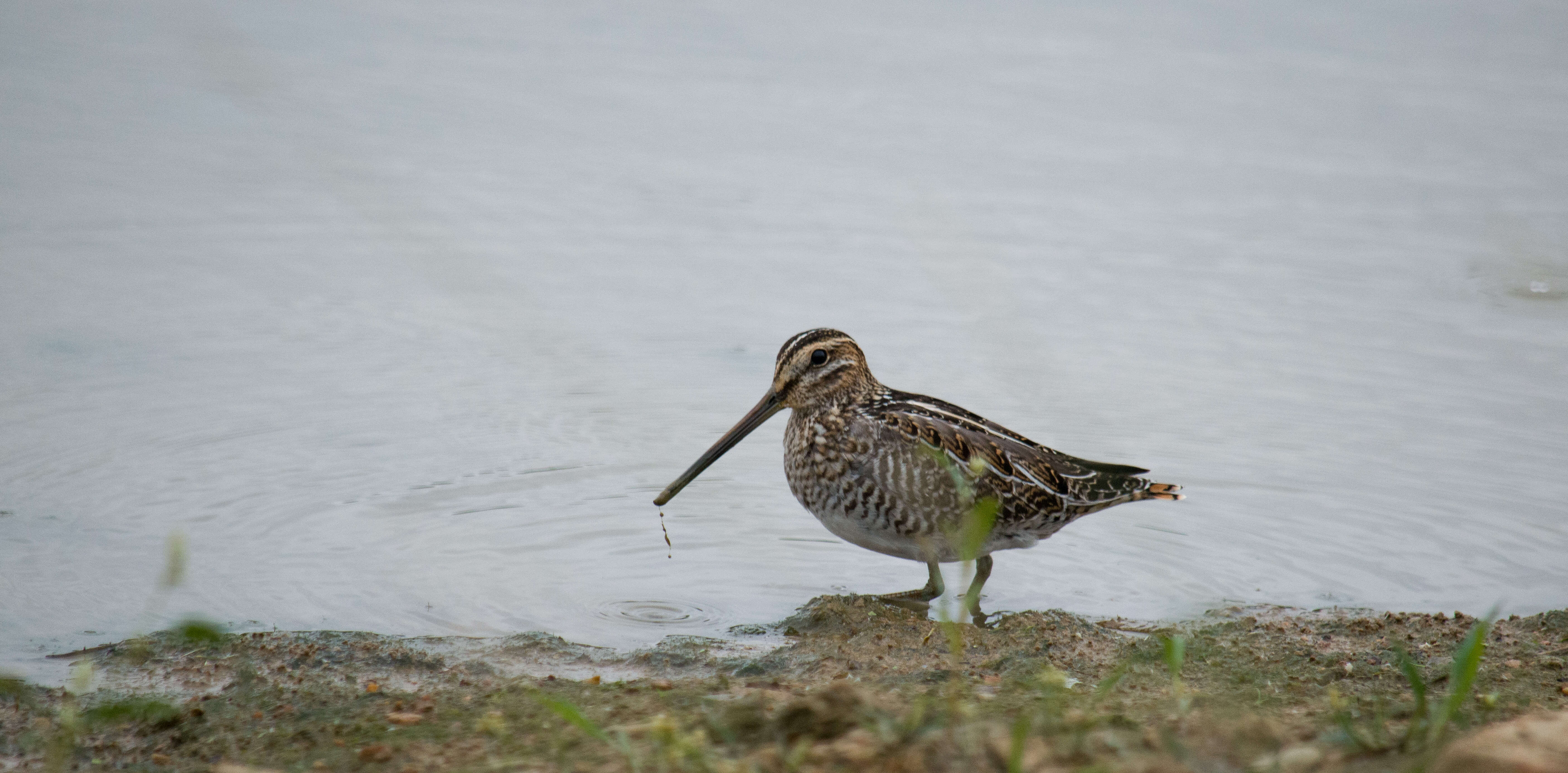 Image of Wilson's Snipe