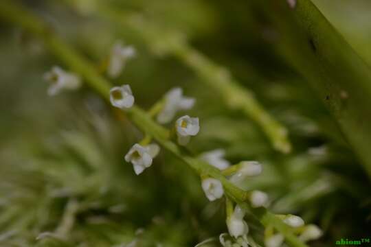 Image of Schoenorchis minutiflora (Ridl.) J. J. Sm.